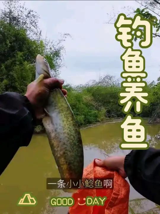 自从做了这个鱼池之后我就再也没钓到过米级大口鲶了！