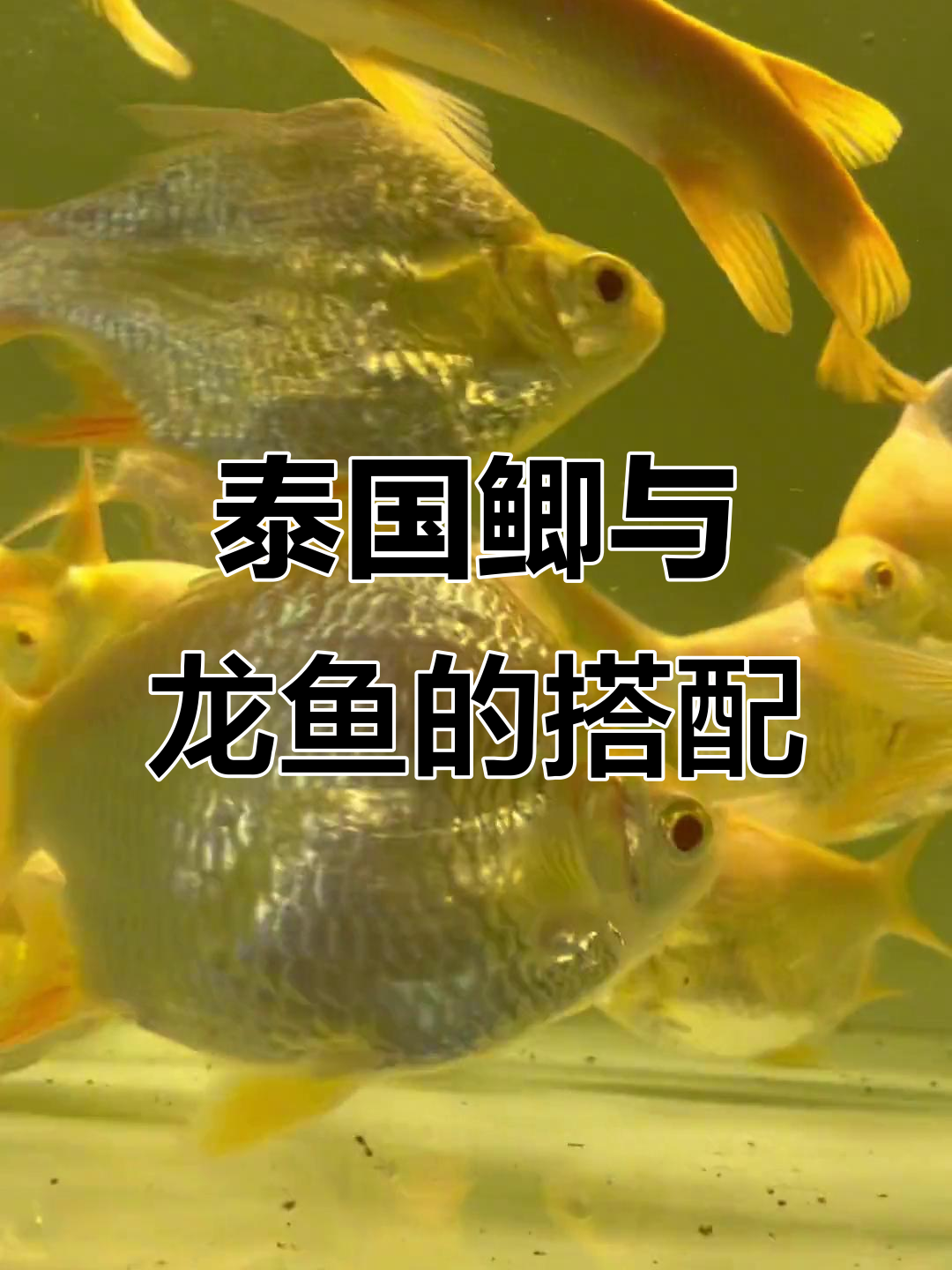 龙鱼配泰国鲫,温和不咬龙