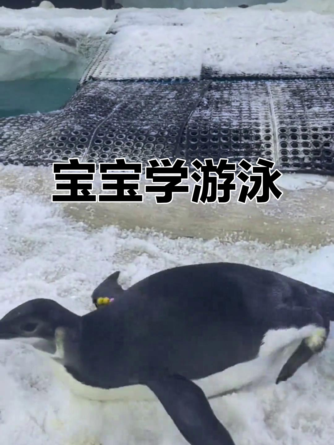 帝企鹅宝宝首次尝试游泳,上岸成了大难题!