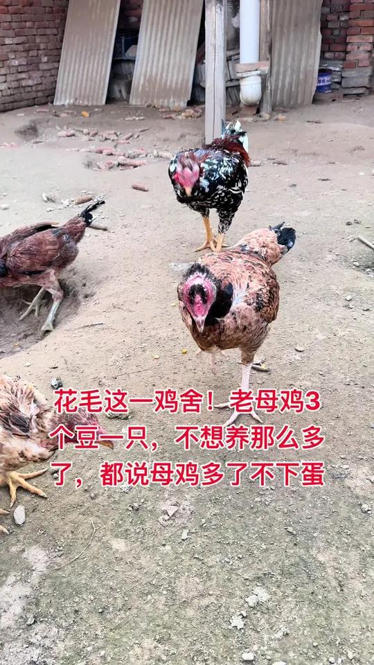 花毛这一鸡舍!老母鸡3个豆一只,不想养那么多了,都说母鸡多了不下蛋