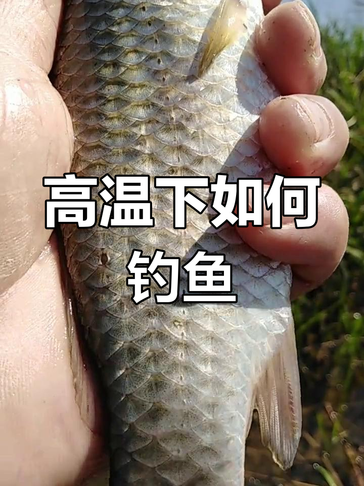 鲫鱼在高温下的活动规律