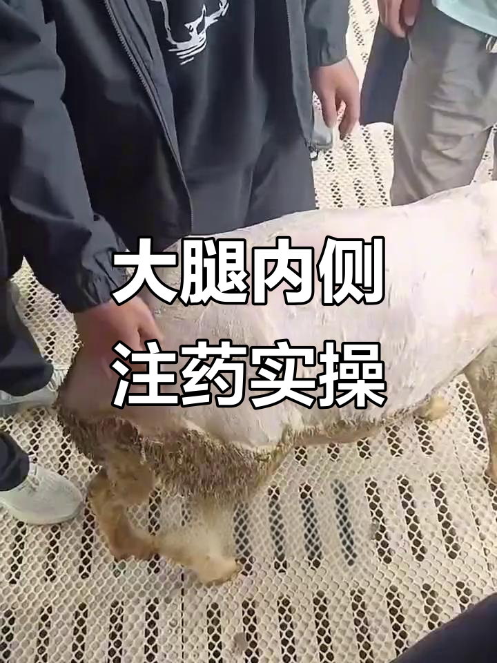 羊大腿内侧肌肉注射技巧,轻松操作不费力