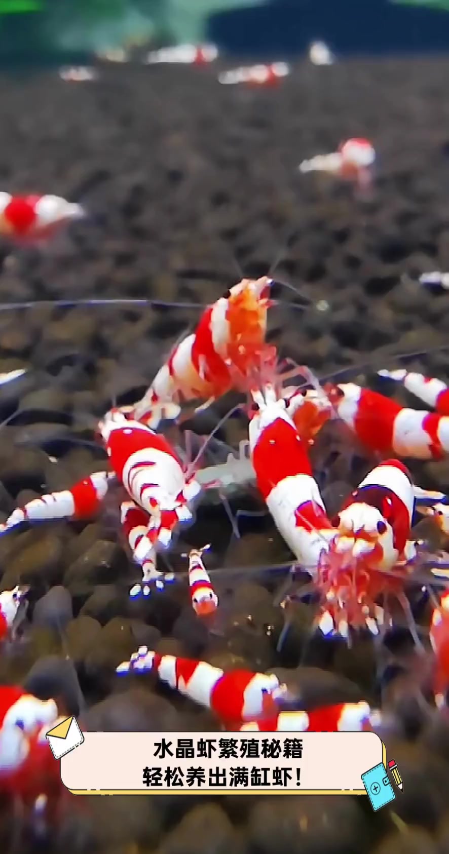 水晶虾繁殖秘籍,轻松养出满缸虾!
