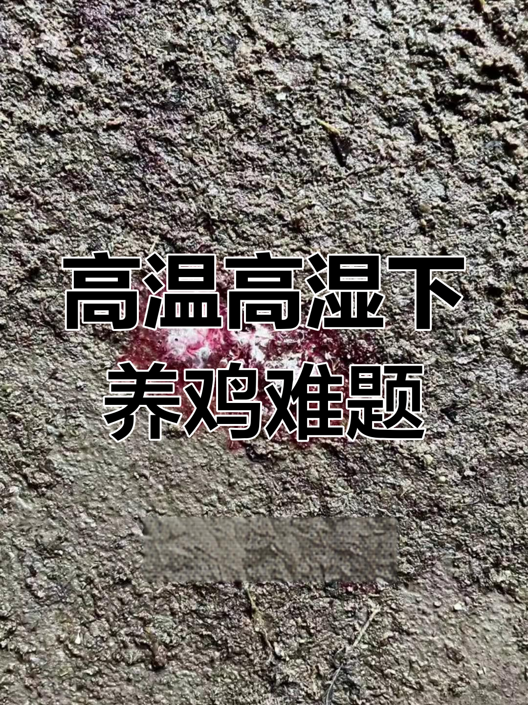 鸡病高发期,如何应对小肠球虫、盲肠球虫和蛔虫等常见问题