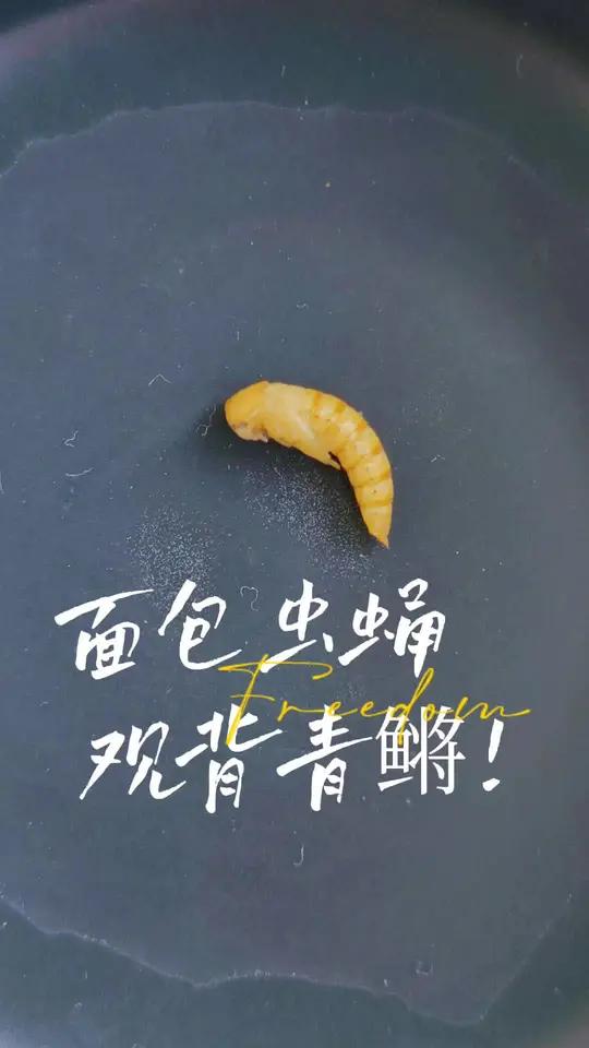 面包虫蛹喂食观背青鳉 观背青鳉鱼喂食面包虫蛹,到底吃不吃呢