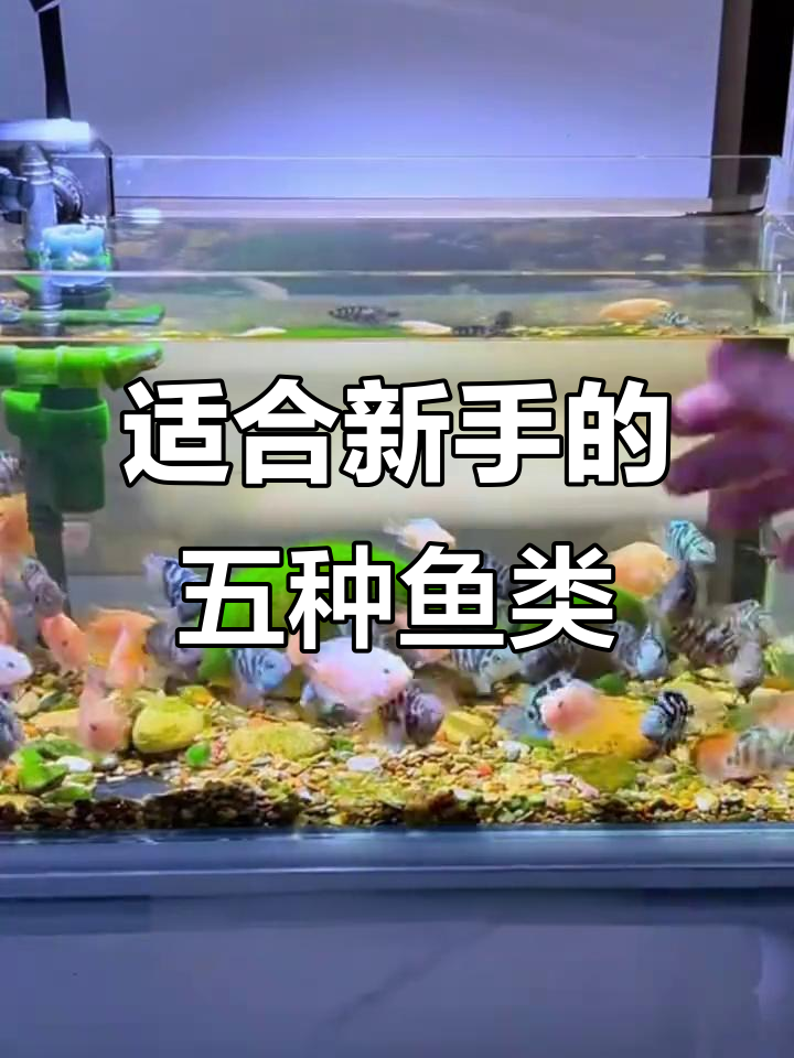 新手养鱼必看!五种最适合的入门品种,互动性强又好照顾