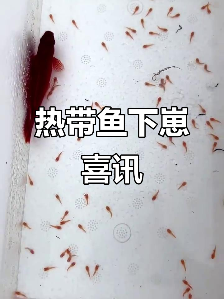 热带鱼又生小鱼仔，母子平安真让人惊喜