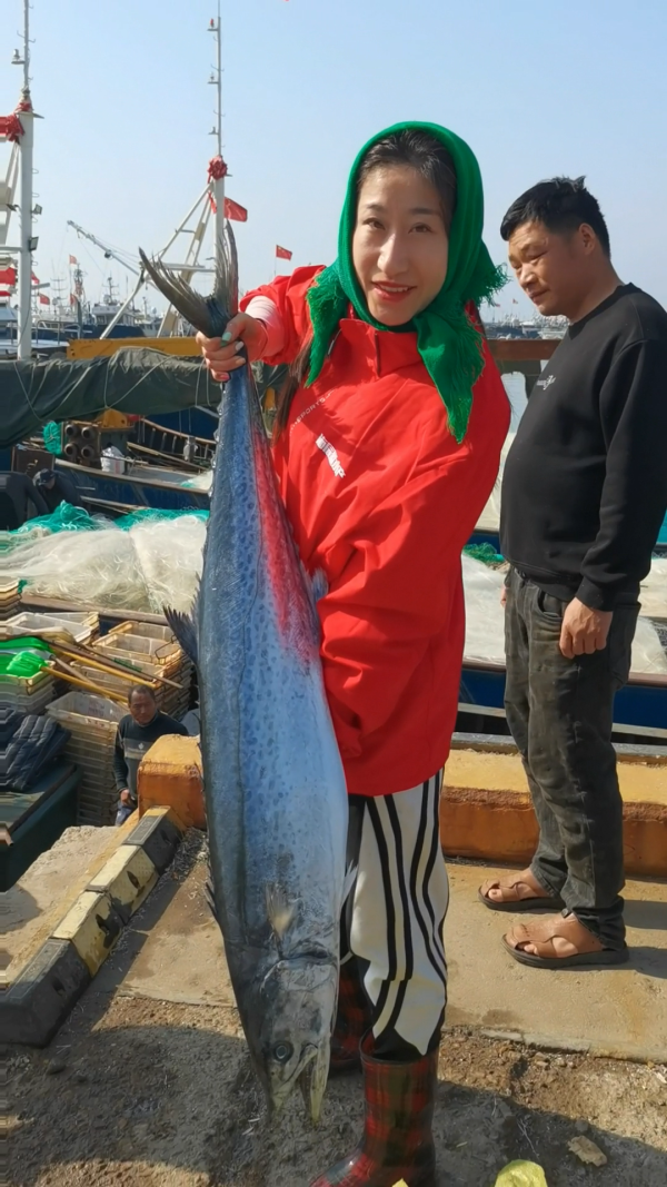 今年头茬沙子口鲅鱼来了!每斤卖40多元,一上岸就被抢光