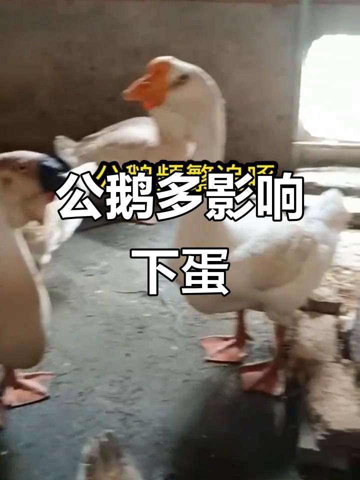 公鹅养多了,母鹅产蛋量为何下降?揭秘原因与解决方法