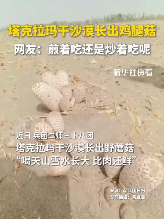 塔克拉玛干沙漠长出鸡腿菇,网友:煎着吃还是炒着吃呢