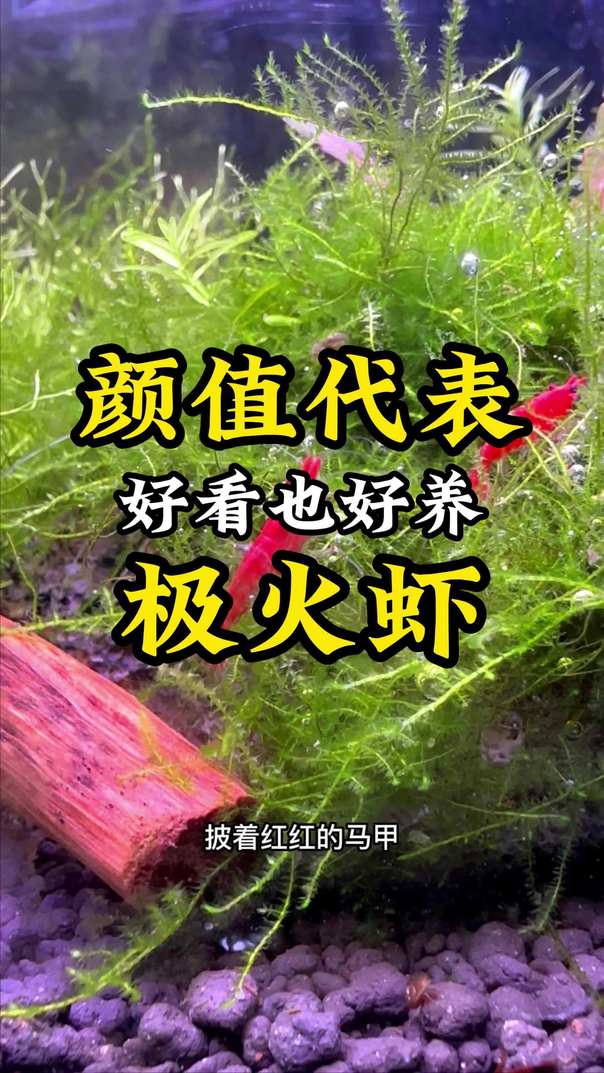 这可能是新手观赏虾颜值天花板