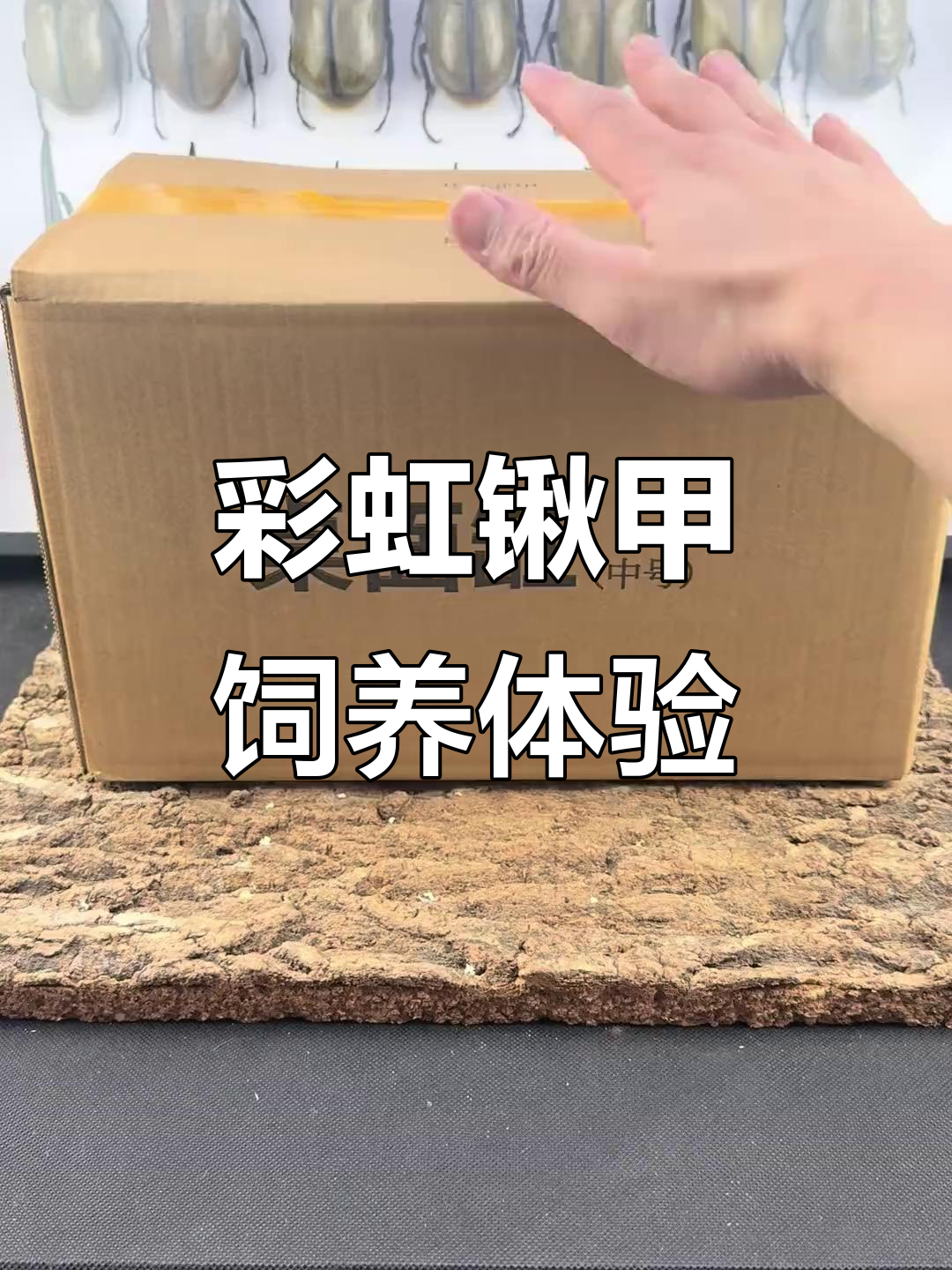 彩虹锹甲饲养套装开箱,揭秘神奇昆虫的魅力行为