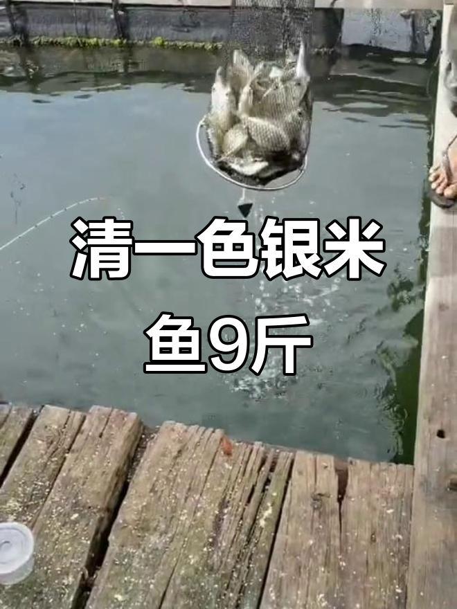 清晨钓获9斤银米鱼,挑战百斤巨物梦想