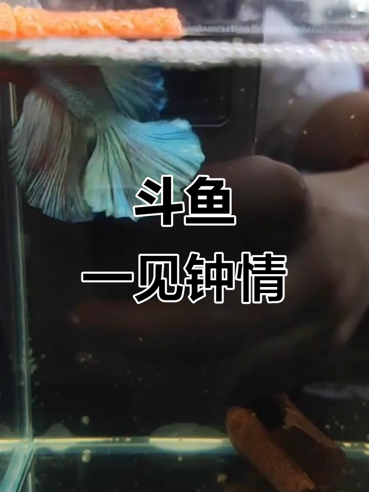 小鱼也能一见钟情,我的斗鱼竟然爱上了婚纱!