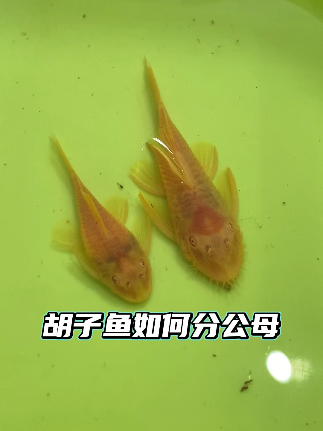 胡子鱼如何分公母 观赏鱼