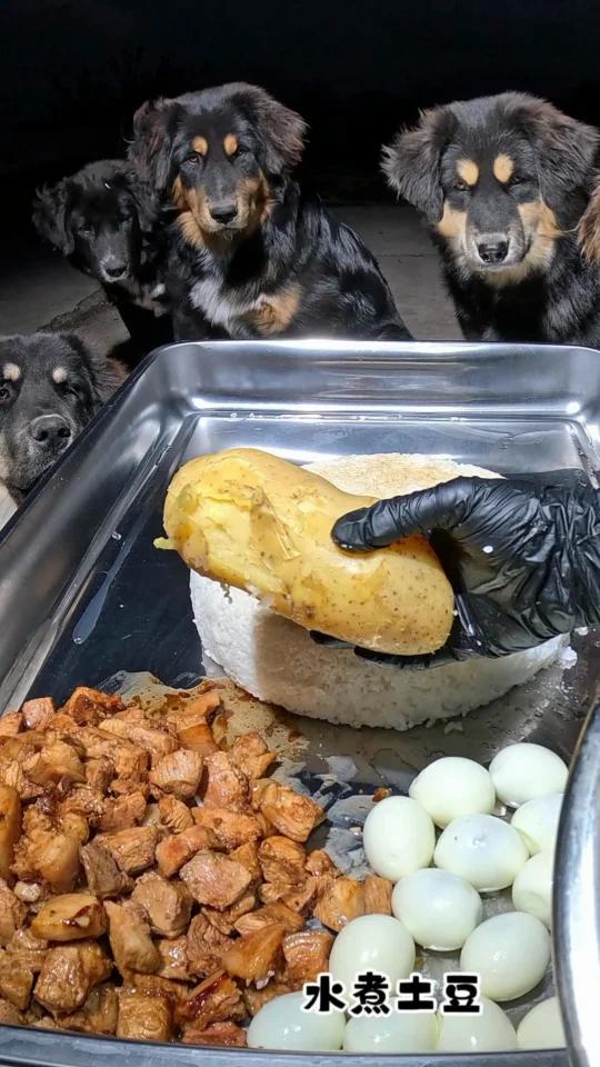 今天四菜一汤拌饭,狗狗吃的营养又美味