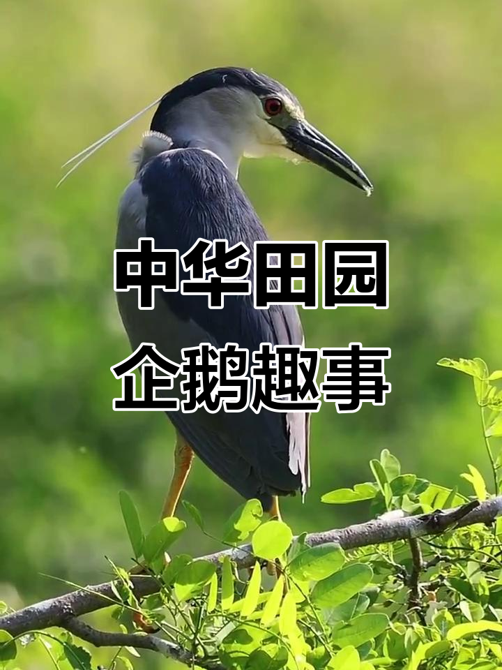 中华田园企鹅,像极了夜鹭的搞笑时刻