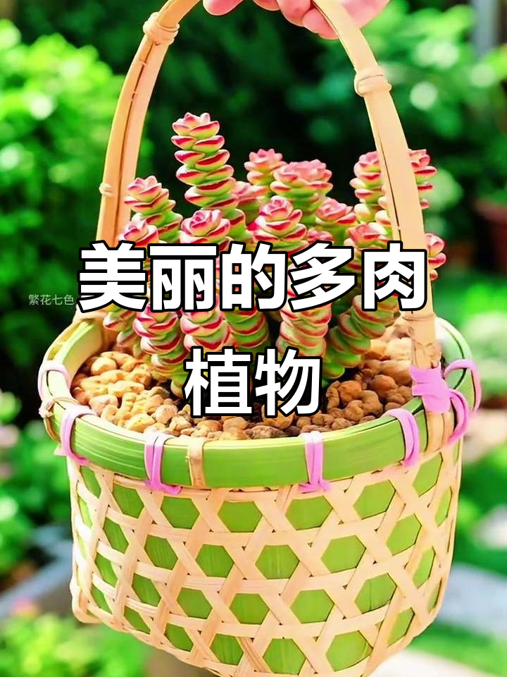 这种多肉植物,层层叠叠如铜钱,阳光一照更显红艳美丽