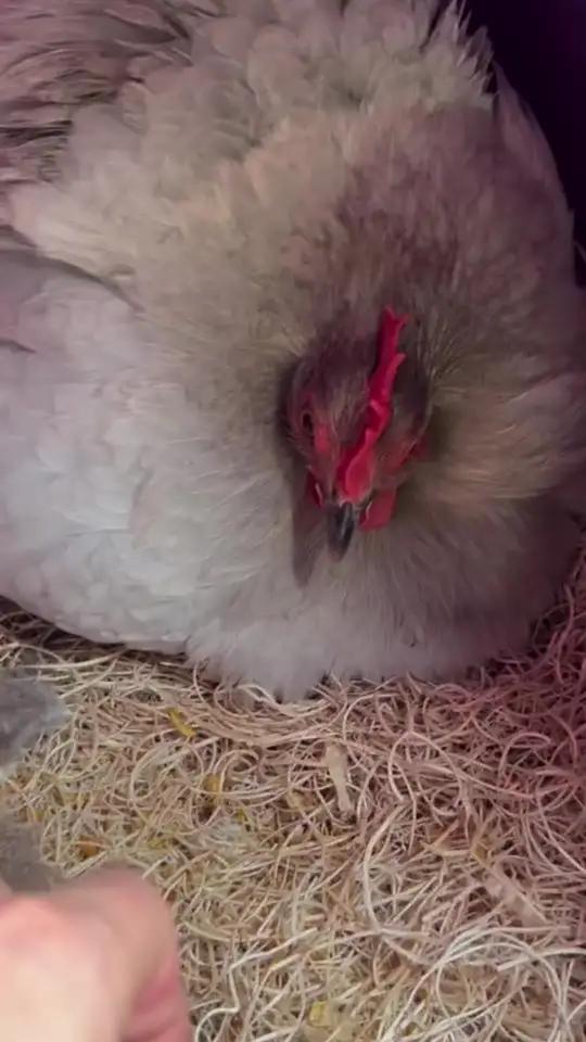 小母鸡孵蛋了