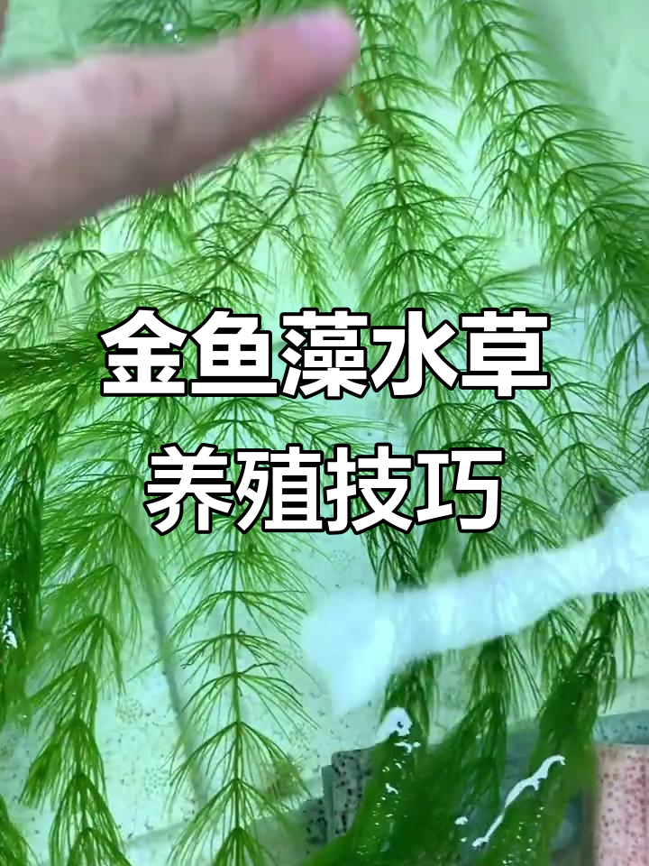 金鱼藻水草轻松养护,繁殖能力强,掐掉分枝继续生长