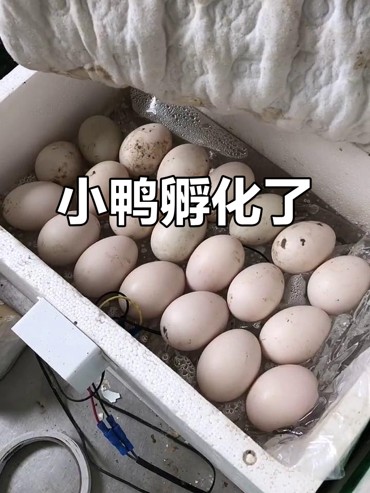 35天孵化番鸭蛋,小鸭子终于出壳了