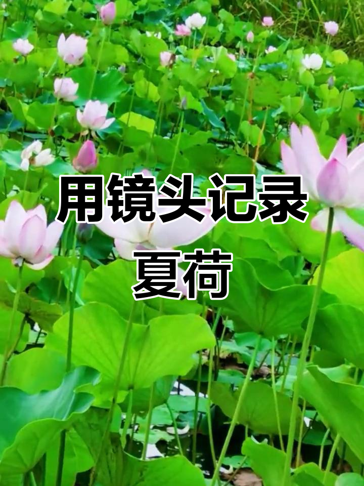 夏日荷花与山水相融,用镜头捕捉舒城美景
