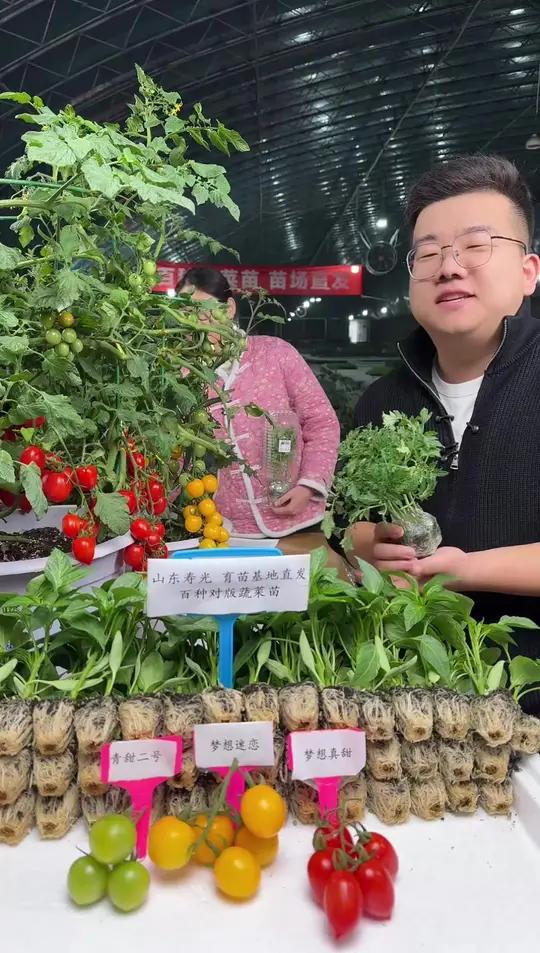 新鲜番茄苗到家 自己种出甜美果实！蔬菜种植技术分享！冬季大棚如何管理？看这一篇就够了！