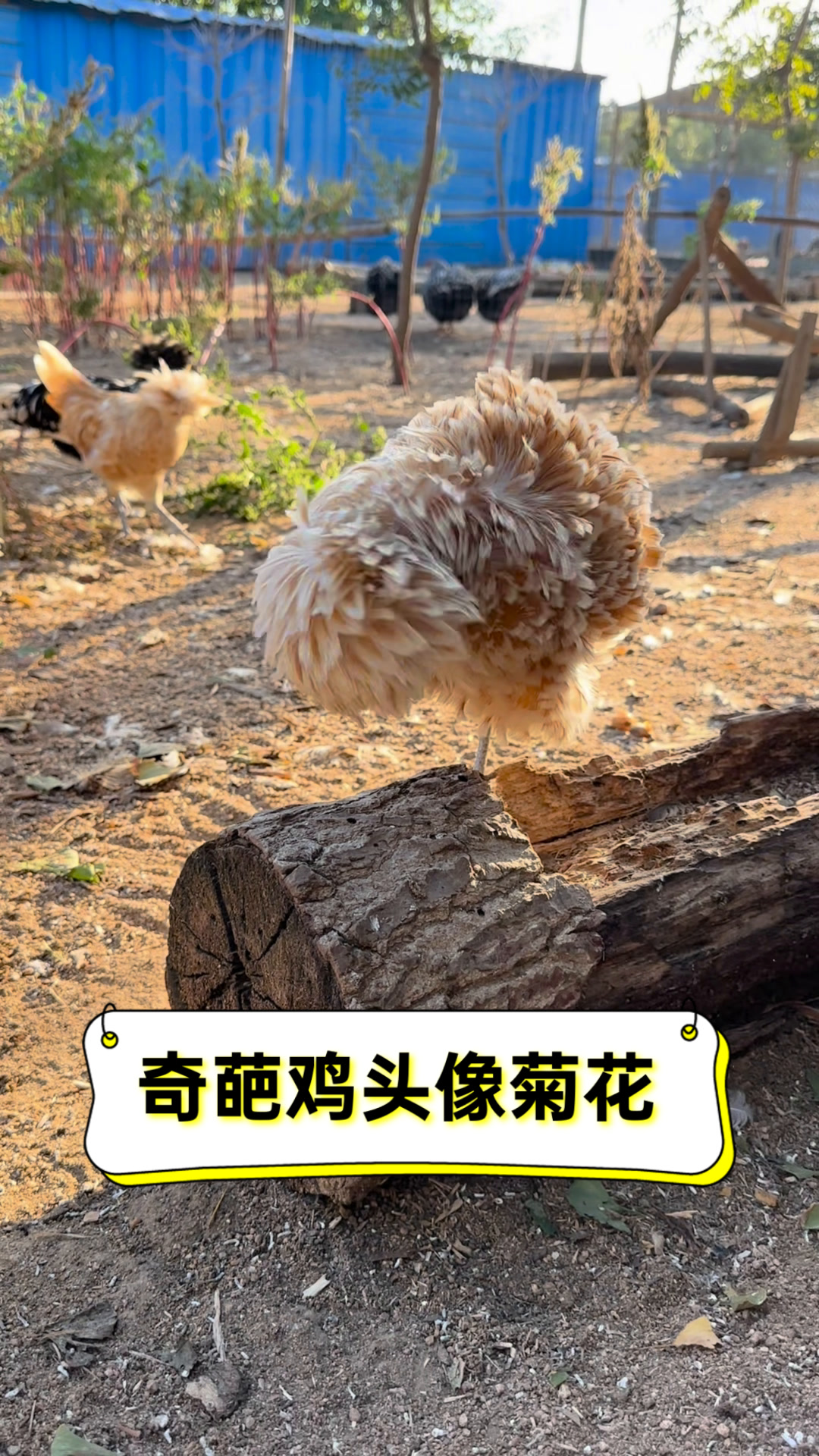 奇葩鸡头像菊花