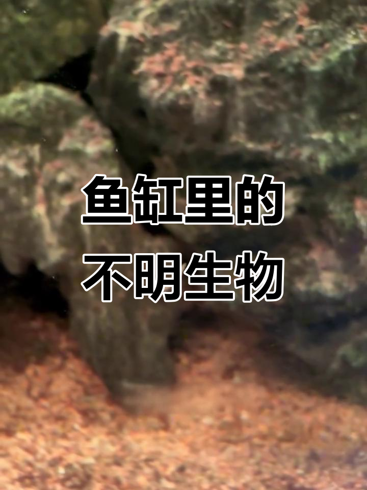 鱼缸里竟然长蛆了,怎么处理才能清除?