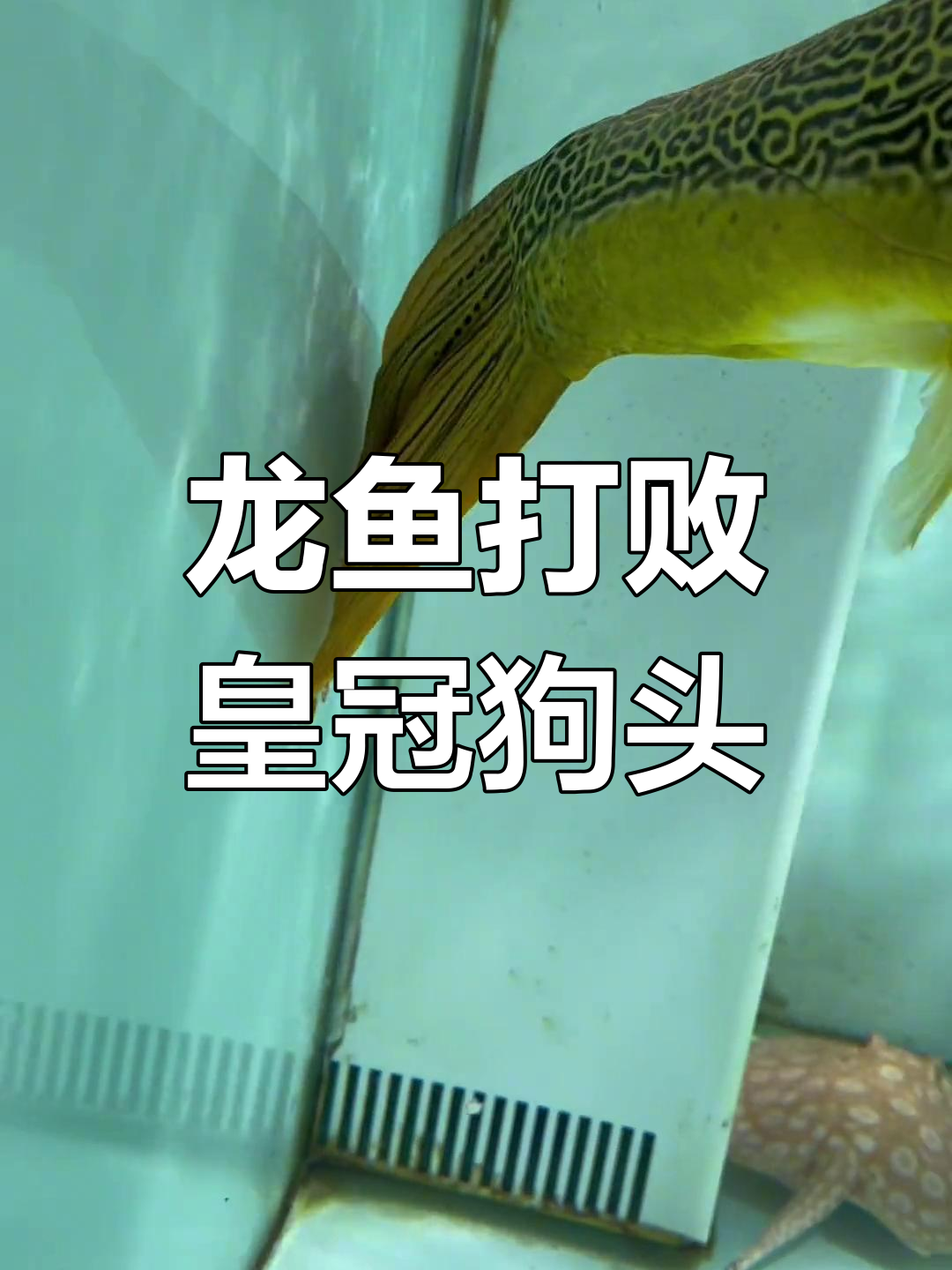 皇冠狗头鱼惨遭龙鱼击败