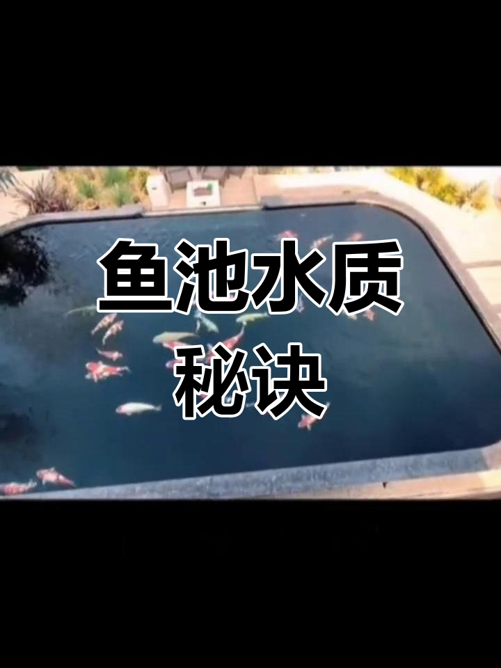 水循环不等于清澈,了解过滤系统才能让鱼池水更清透