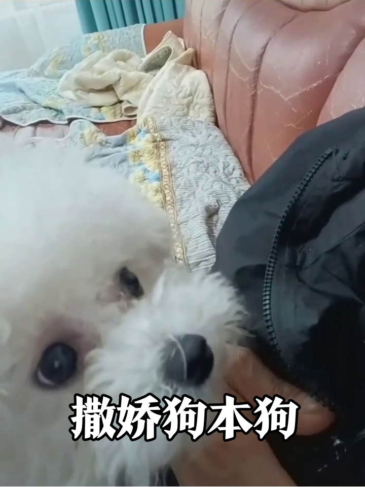 小狗为蹭虾仁炒饭狂舔主人手指,撒娇卖萌一套全拿捏