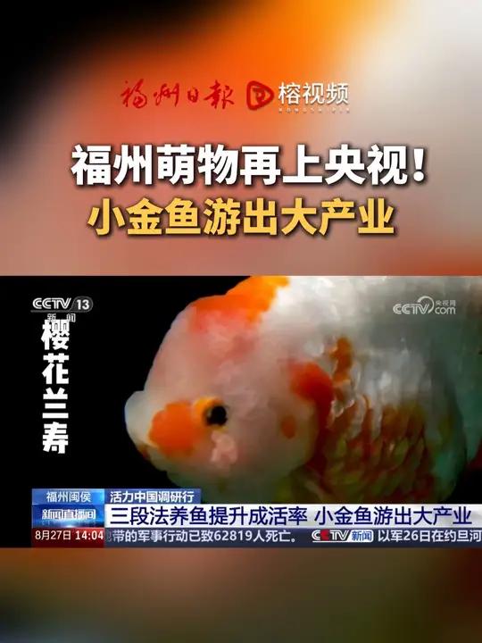 福州金鱼再上央视！央视《新闻直播间》：探访“中国金鱼之乡”，小金鱼游出大产业