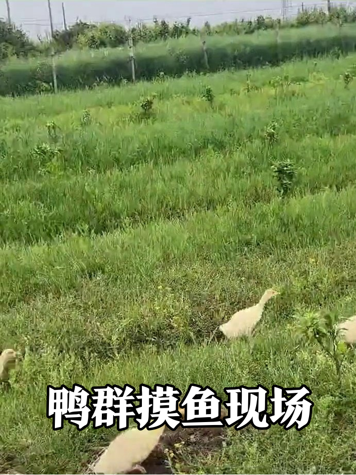 小鸭子围栏内集体“摸鱼”!摆烂姿势太真实笑翻网友