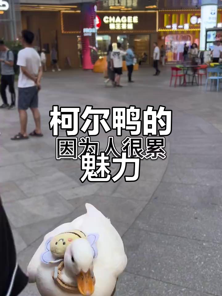 为什么柯尔鸭这么可爱?原来是因为这个原因