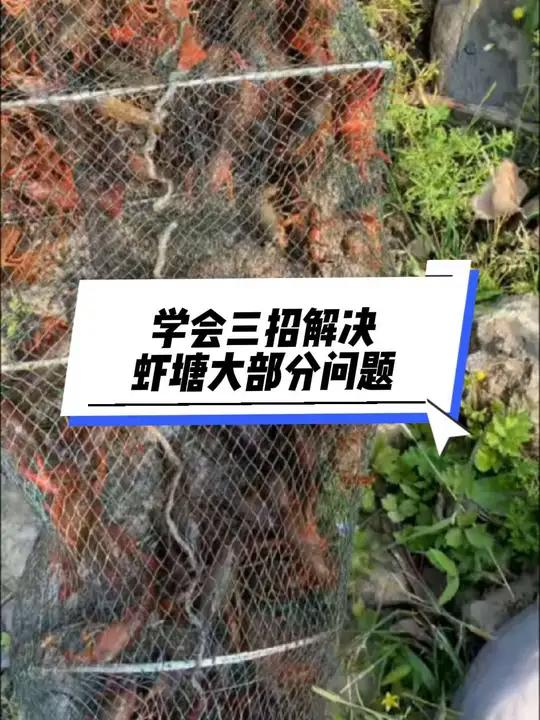 学会三招解决虾塘大部分问题