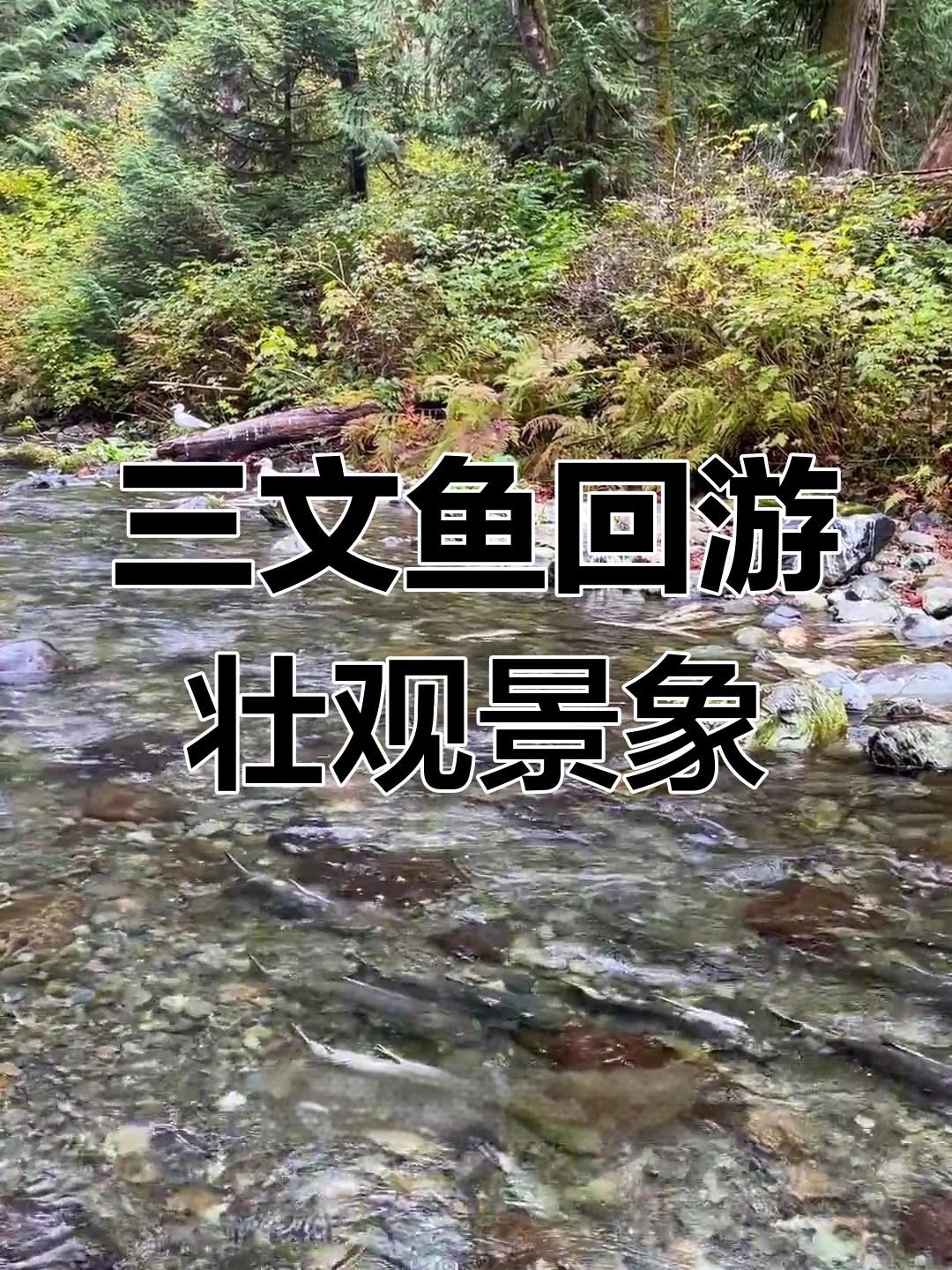 加拿大卑诗省三文鱼洄游,悲壮的自然奇观