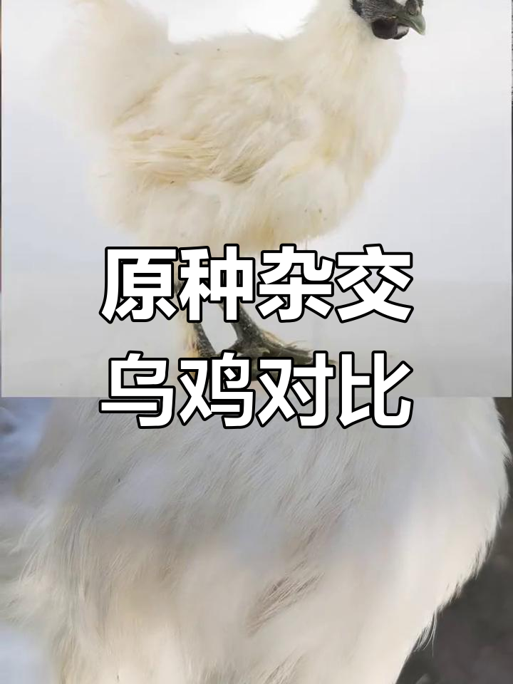 杂交乌鸡与原种的区别解析
