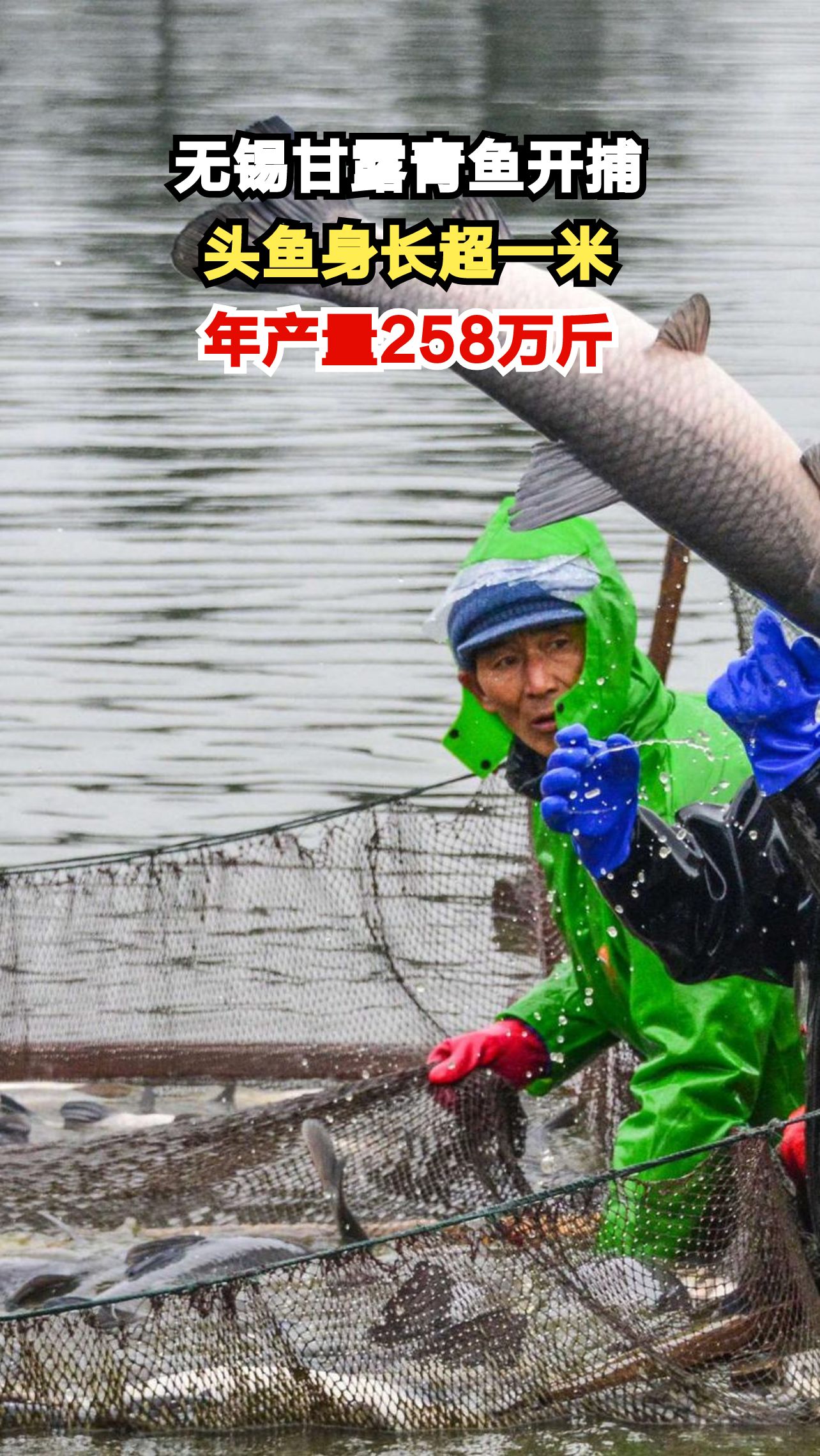 33斤头鱼震撼亮相!无锡甘露青鱼开捕现场人声鼎沸