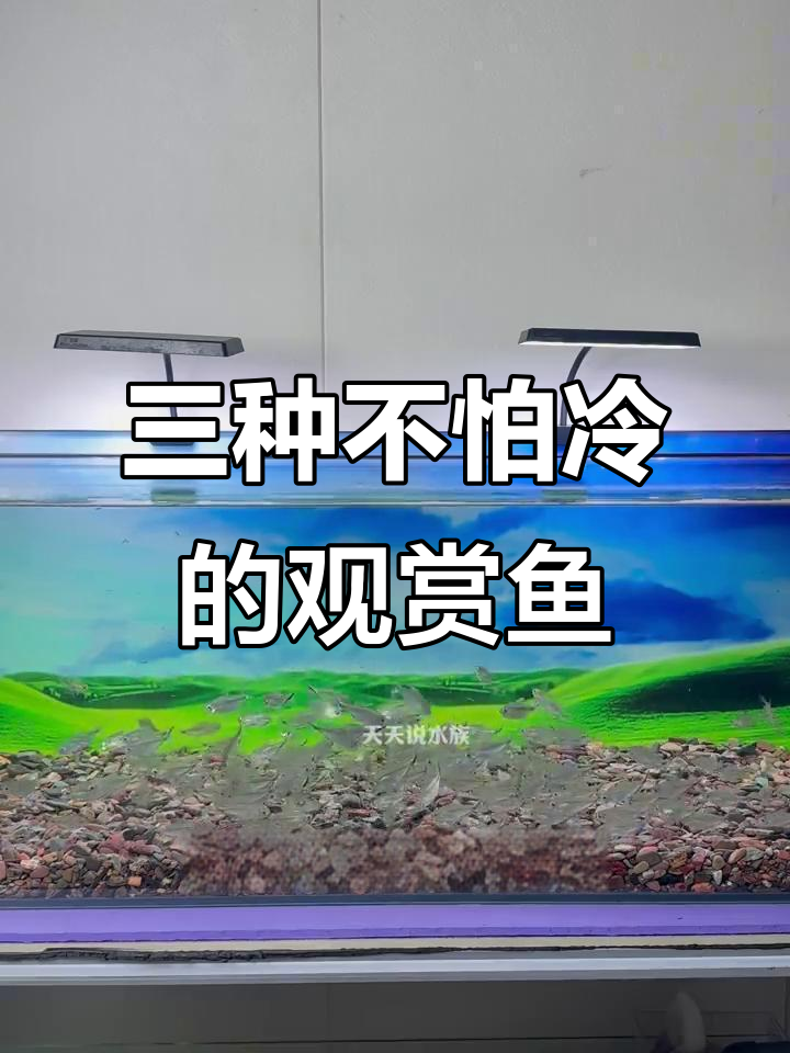冬季不加热也能养的三种耐寒观赏鱼,美丽又活泼