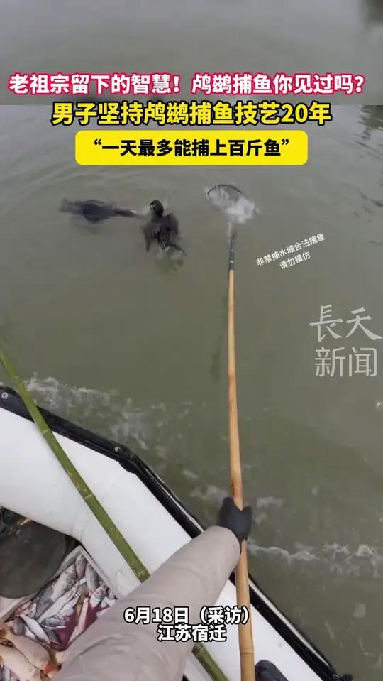 老祖宗的智慧!鸬鹚捕鱼你见过吗?男子坚持鸬鹚捕鱼技艺20年