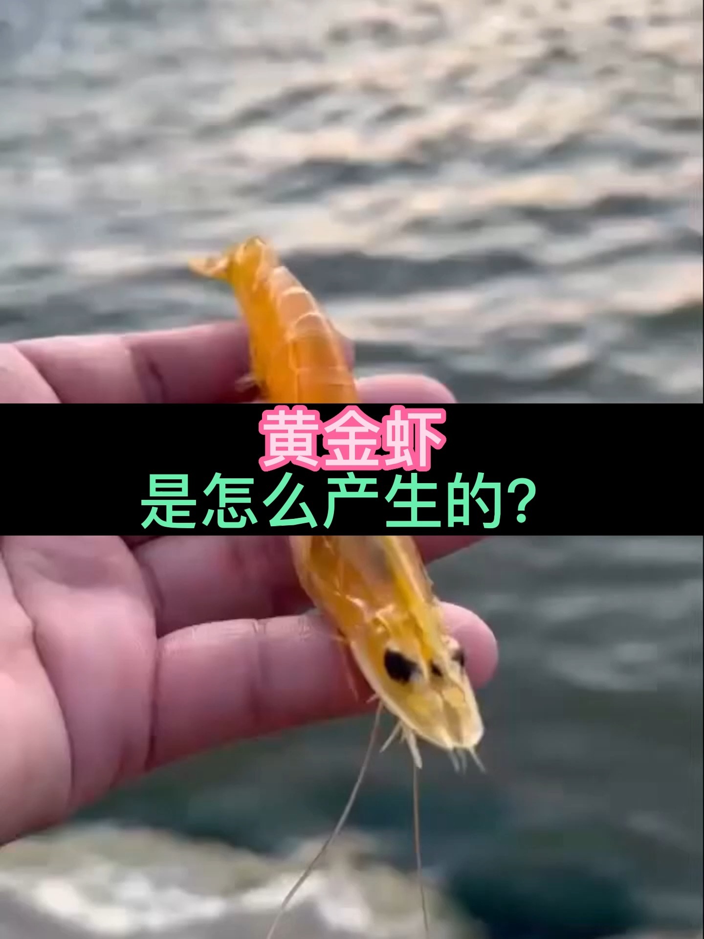 神奇!虾界也有“黄金虾”,到底是什么原因