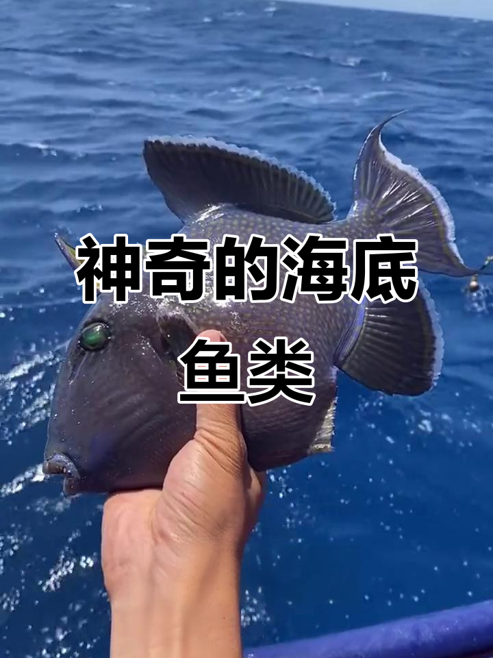 10种海洋奇鱼大揭秘:从魔鬼鱼到招财鱼的秘密