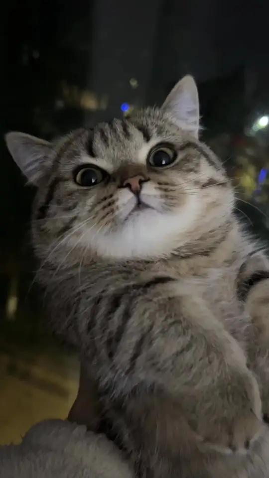 国庆专属壁纸哈哈#萌宠出道计划 #猫咪 #剪映图片设计