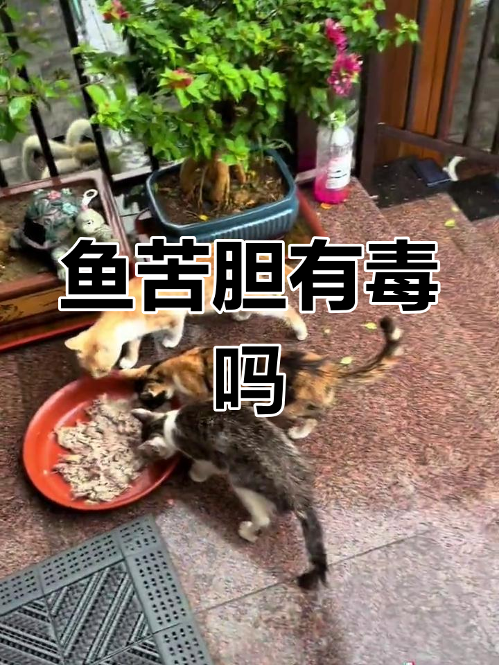 鱼的苦胆能喂猫吗?
