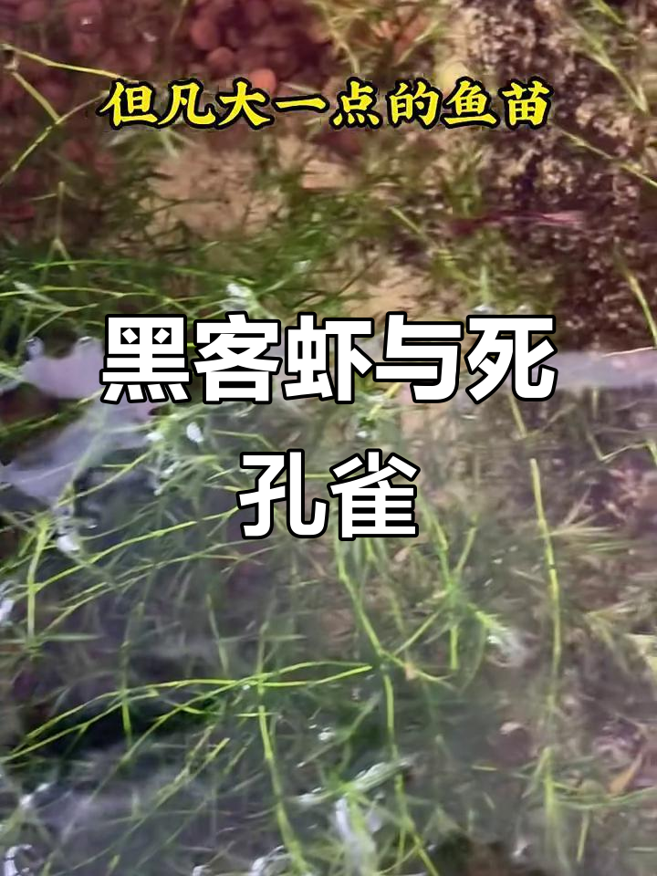 黑壳虾成了鱼缸里的“清洁工”,孔雀鱼的死亡竟成它们的口粮