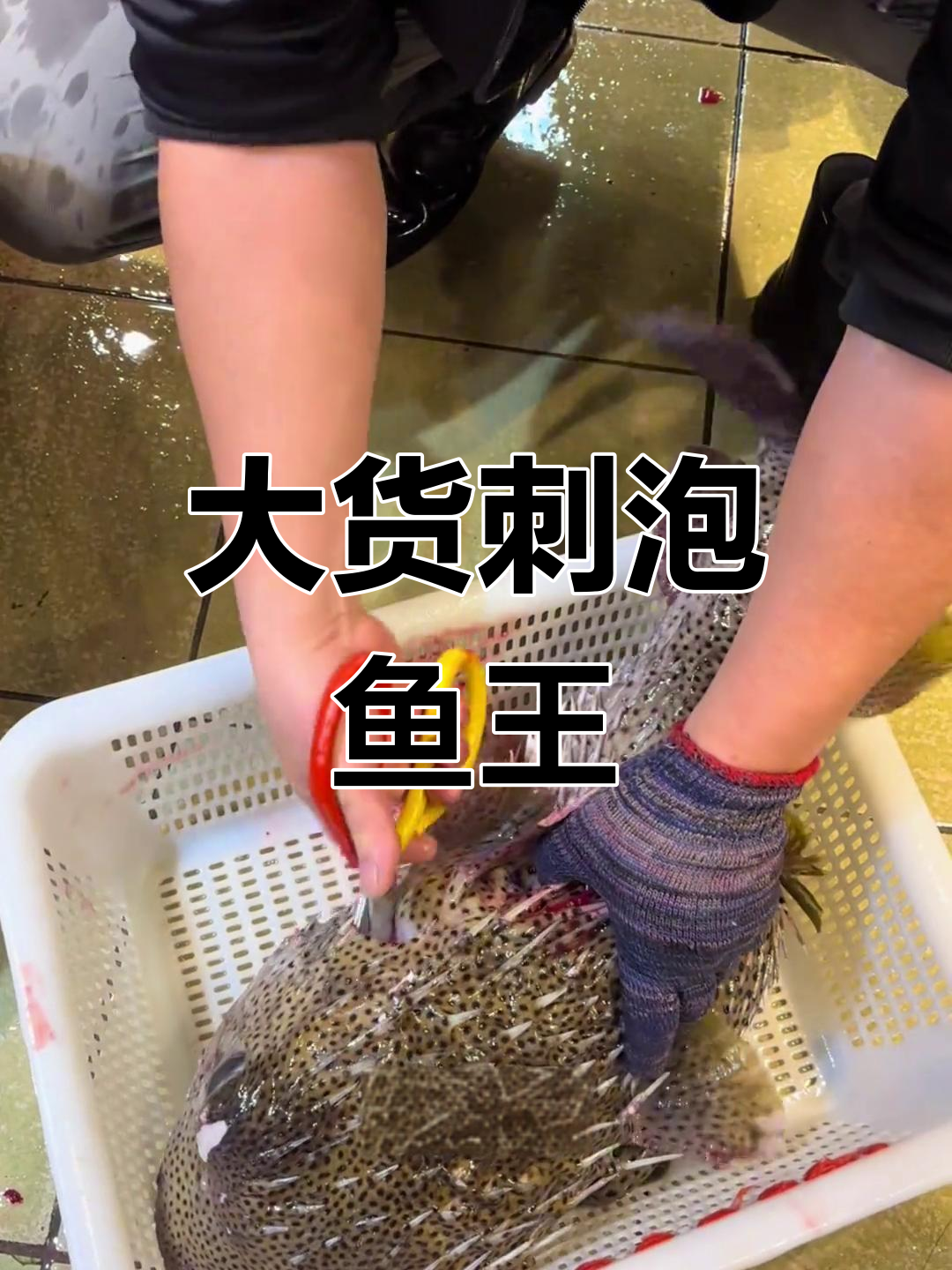 罕见大刺泡鱼王现身,13斤重让人惊艳!