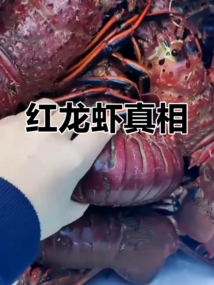 墨西哥红龙虾与傲龙的区别