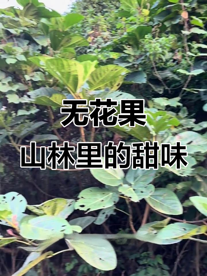 广西深山中的无花果,甜蜜蜜的乡野美味