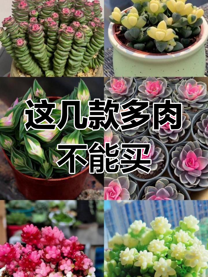 避免购买这几种被药锦的多肉植物